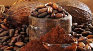 Thành phần trong bột cacao nhân sâm 
